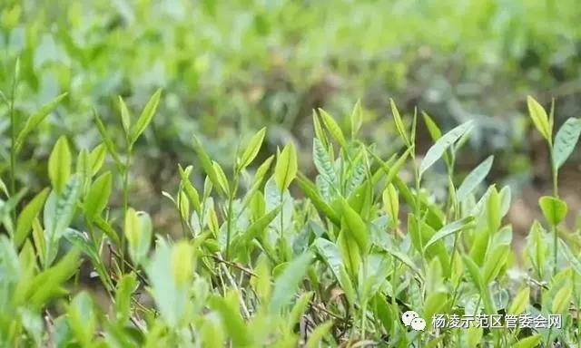 微信图片_20200322222905.jpg 微信图片_20200322222905.jpg