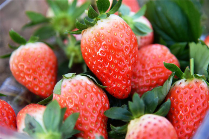 草莓2.jpg