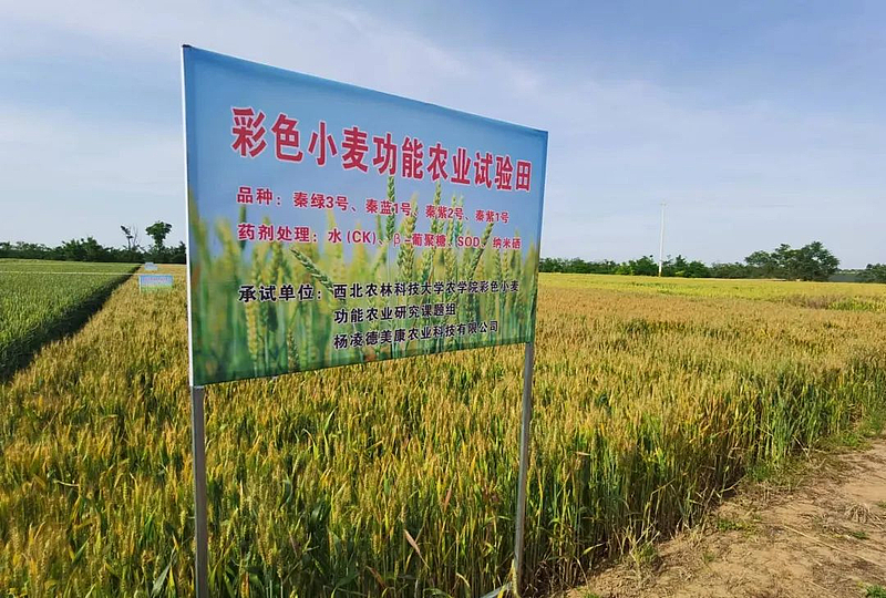 彩色小麥功能農業試驗田據瞭解,彩色小麥除了可製成麵粉,營養粉,全麥