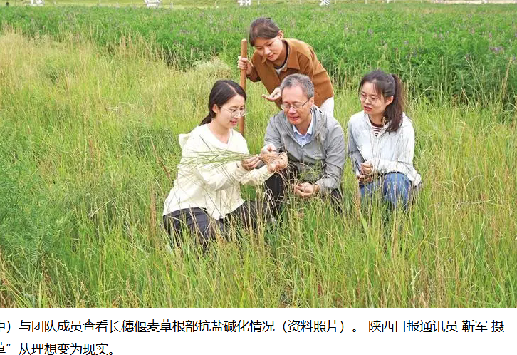 “以禾带豆” 盐碱沙地苜蓿旺 | 走出杨凌看示范