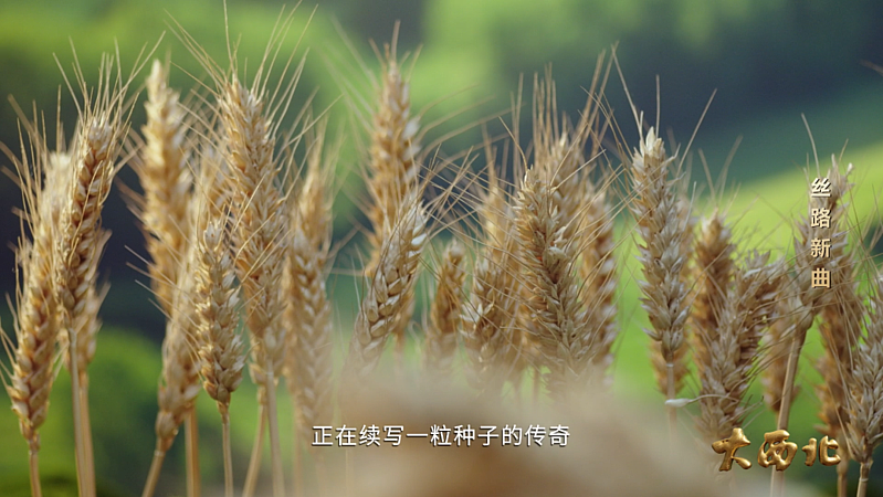 杨凌“小麦传奇”闪亮央视